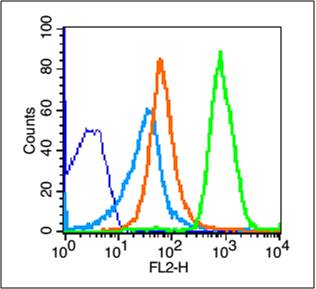 Mouse Thymus cells probed with NKG2D Polyclonal Antibody, unconjugated (bs-0938R) at 1:100 dilution for 30 minutes compared to control cells (blue) and isotype control (orange)