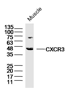 Mouse muscle lysates probed with CXCR3 Polyclonal Antibody, Unconjugated (bs-0341R) at 1:300 dilution and 4˚C overnight incubation. Followed by conjugated secondary antibody incubation at 1:10000 for 60 min at 37˚C.