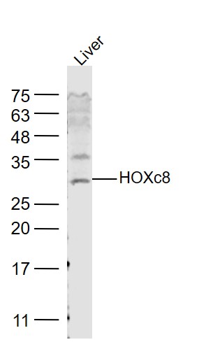 Rat liver lysates probed with HOXc8 Polyclonal Antibody, Unconjugated (bs-0394R) at 1:1000 dilution and 4˚C overnight incubation. Followed by conjugated secondary antibody incubation at 1:10000 for 60 min at 37˚C.
