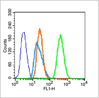 HeLa cells probed with Pan-Actin Polyclonal Antibody, unconjugated (bs-10196R) at 1:100 dilution for 30 minutes compared to control cells (dark blue), secondary only (light blue) and isotype control (orange)