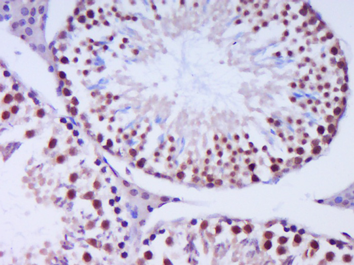 Paraformaldehyde-fixed, paraffin embedded mouse testis; Antigen retrieval by boiling in sodium citrate buffer (pH6.0) for 15min; Block endogenous peroxidase by 3% hydrogen peroxide for 20 minutes; Blocking buffer (normal goat serum) at 37°C for 30min; Antibody incubation with Exonuclease 1 Polyclonal Antibody, Unconjugated (bs-13119R) at 1:400 overnight at 4°C, DAB staining.