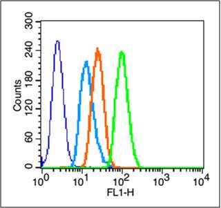 A431 cells probed with GPR30 Polyclonal Antibody, unconjugated (bs-1380R) at 1:100 dilution for 30 minutes compared to control cells (dark blue), secondary only (light blue) and isotype control (orange)