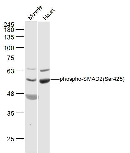 Lane 1: mouse muscle lysates; Lane 2: mouse heart lysates probed with SMAD2(Ser465) Polyclonal Antibody, Unconjugated (bs-0457R) at 1:300 dilution and 4˚C overnight incubation. Followed by conjugated secondary antibody incubation at 1:10000 for 60 min at 37˚C.