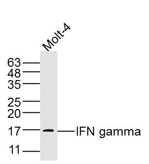 Molt-4 lysates probed with IFN gamma Polyclonal Antibody, Unconjugated (bs-0481R) at 1:300 dilution and 4˚C overnight incubation. Followed by conjugated secondary antibody incubation at 1:10000 for 60 min at 37˚C.