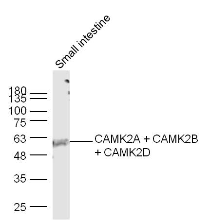 Mouse small intestine lysates probed with CAMK2A + CAMK2B + CAMK2D Polyclonal Antibody, Unconjugated (bs-0541R) at 1:300 dilution and 4˚C overnight incubation. Followed by conjugated secondary antibody incubation at 1:10000 for 60 min at 37˚C.