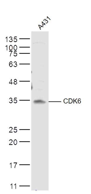 A431 lysates probed with CDK6 Polyclonal Antibody, Unconjugated (bs-0568R) at 1:500 dilution and 4˚C overnight incubation. Followed by conjugated secondary antibody incubation at 1:10000 for 60 min at 37˚C.