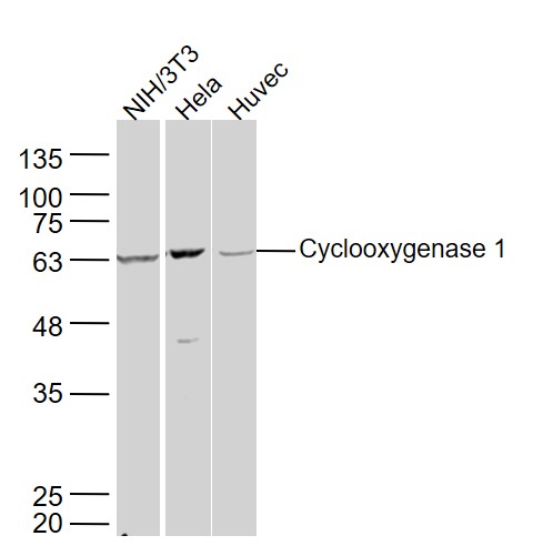 Lane 1: NIH/3T3 lysates; Lane 2: Hela lysates; Lane 3: Huvec lysates probed with Cyclooxygenase 1 Polyclonal Antibody, Unconjugated (bs-0582R) at 1:300 dilution and 4˚C overnight incubation. Followed by conjugated secondary antibody incubation at 1:10000 for 60 min at 37˚C.