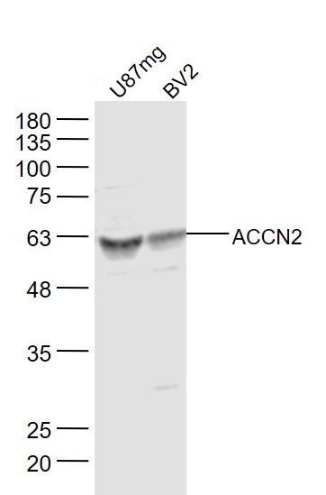 Lane 1: U87mg Cell lysates; Lane 2: BV2 Cell lysates; probed with ACCN2 Polyclonal Antibody, unconjugated (bs-12128R) at 1:300 overnight at 4°C followed by a conjugated secondary antibody for 60 minutes at 37°C.