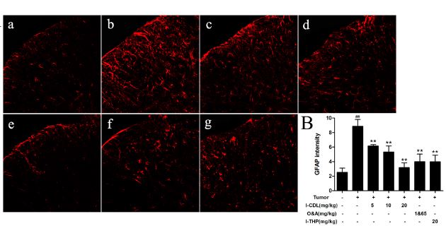 Formalin-fixed and paraffin embedded mouse spinal cord stained with GFAP Polyclonal Antibody (bs-0199R) at 1:100 dilution. (a) Sham group; (b) Tumor group; (c) l-CDL 5 mg/kg group; (d) l-CDL 10 mg/kg group; (e) l-CDL 20 mg/kg group; (f) O&A 1&65 m/kg group (g) l-THP 20 mg/kg group. B Graph showing the mean fluorescence intensity for GFAP.