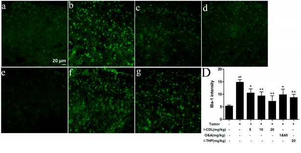 Formalin-fixed and paraffin embedded mouse spinal cord stained with AIF1 Polyclonal Antibody (bs-1363R) at 1:100 dilution. (a) Sham group; (b) Tumor group; (c) l-CDL 5 mg/kg group; (d) l-CDL 10 mg/kg group; (e) l-CDL 20 mg/kg group; (f) O&A 1&65 m/kg group (g) l-THP 20 mg/kg group. B Graph showing the mean fluorescence intensity for AIF1.