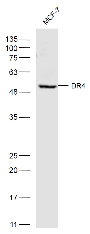 MCF-7 lysates probed with DR4 Polyclonal Antibody, Unconjugated (bs-0558R) at 1:500 dilution and 4˚C overnight incubation. Followed by conjugated secondary antibody incubation at 1:10000 for 60 min at 37˚C.