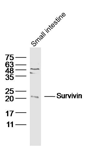 Mouse smail intestine lysates probed with Survivin Polyclonal Antibody, Unconjugated (bs-0615R) at 1:300 dilution and 4˚C overnight incubation. Followed by conjugated secondary antibody incubation at 1:10000 for 60 min at 37˚C.