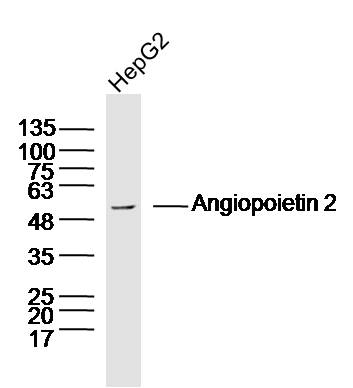 HepG2 lysates probed with Angiopoietin 2 Polyclonal Antibody, Unconjugated (bs-0677R) at 1:300 dilution and 4˚C overnight incubation. Followed by conjugated secondary antibody incubation at 1:10000 for 60 min at 37˚C.