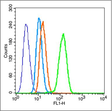 Hela cells were fixed with 70% ice-cold methanol overnight at 4℃，0.1% PBST for 20 min at room temperature, and incubated in 5% BSA blocking buffer for 30 min at room temperature. Cells were then stained with Caspase 3 Polyclonal Antibody at 1: 50 dilution in blocking buffer and incubated for 30 min at room temperature, washed twice with 2% BSA in PBS, followed by secondary antibody incubation for 40 min at room temperature. Acquisitions of 20,000 events were performed.