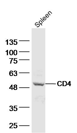 Mouse spleen lysates probed with CD4 Polyclonal Antibody, Unconjugated (bs-0766R) at 1:500 dilution and 4˚C overnight incubation. Followed by conjugated secondary antibody incubation at 1:10000 for 60 min at 37˚C.