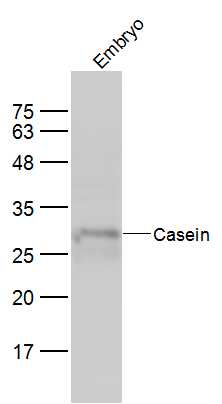Mouse embryo lysates probed with Casein Polyclonal Antibody, Unconjugated (bs-0813R) at 1:300 dilution and 4˚C overnight incubation. Followed by conjugated secondary antibody incubation at 1:10000 for 60 min at 37˚C.