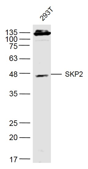 293T lysates probed with SKP2 Polyclonal Antibody, Unconjugated (bs-1096R) at 1:500 dilution and 4˚C overnight incubation. Followed by conjugated secondary antibody incubation at 1:10000 for 60 min at 37˚C.