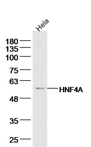 Hela lysates probed with TRAF2 Polyclonal Antibody, Unconjugated (bs-1213R) at 1:300 dilution and 4˚C overnight incubation. Followed by conjugated secondary antibody incubation at 1:10000 for 60 min at 37˚C.