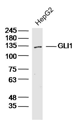 HepG2 lysates probed with GLI1 Polyclonal Antibody, Unconjugated (bs-1206R) at 1:300 dilution and 4˚C overnight incubation. Followed by conjugated secondary antibody incubation at 1:10000 for 60 min at 37˚C.