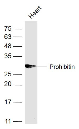 Mouse heart lysates probed with Prohibitin Polyclonal Antibody, Unconjugated (bs-1449R) at 1:500 dilution and 4˚C overnight incubation. Followed by conjugated secondary antibody incubation at 1:10000 for 60 min at 37˚C.