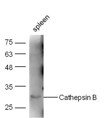 Mouse Spleen lysates probed with Cathepsin B Polyclonal Antibody, Unconjugated (bs-1500R) at 1:300 dilution and 4˚C overnight incubation. Followed by conjugated secondary antibody incubation at 1:10000 for 60 min at 37˚C.