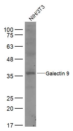 NIH/3T3 lysates probed with Galectin 9 Polyclonal Antibody, Unconjugated (bs-1699R) at 1:500 dilution and 4˚C overnight incubation. Followed by conjugated secondary antibody incubation at 1:10000 for 60 min at 37˚C.