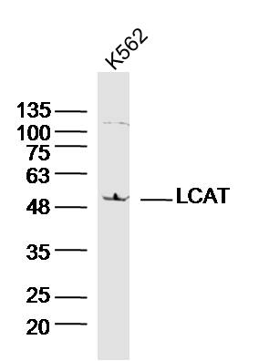 K562 lysates probed with LCAT Polyclonal Antibody, Unconjugated (bs-1972R) at 1:300 dilution and 4˚C overnight incubation. Followed by conjugated secondary antibody incubation at 1:10000 for 60 min at 37˚C.