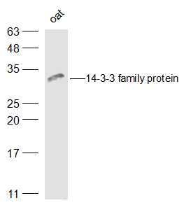 Oat lysates probed with 14-3-3 family protein Polyclonal Antibody, Unconjugated (bs-2017R) at 1:500 dilution and 4˚C overnight incubation. Followed by conjugated secondary antibody incubation at 1:10000 for 60 min at 37˚C.