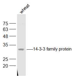 Wheat lysates probed with 14-3-3 family protein Polyclonal Antibody, Unconjugated (bs-2017R) at 1:500 dilution and 4˚C overnight incubation. Followed by conjugated secondary antibody incubation at 1:10000 for 60 min at 37˚C.