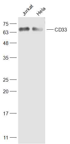 Lane 1: Jurkat lysates; Lane 2: Hela lysates probed with CD33 Polyclonal Antibody, Unconjugated (bs-2042R) at 1:500 dilution and 4˚C overnight incubation. Followed by conjugated secondary antibody incubation at 1:10000 for 60 min at 37˚C.