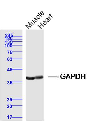 Lane 1: Rat muscle lysates; Lane 2: Rat heart lysates probed with GAPDH Polyclonal Antibody, Unconjugated (bs-2188R) at 1:300 dilution and 4˚C overnight incubation. Followed by conjugated secondary antibody incubation at 1:10000 for 60 min at 37˚C.