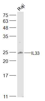 Raji lysates probed with IL33 Polyclonal Antibody, Unconjugated (bs-2208R) at 1:500 dilution and 4˚C overnight incubation. Followed by conjugated secondary antibody incubation at 1:10000 for 60 min at 37˚C.