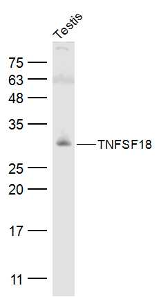 Mouse testis lysates probed with TNFSF18 Polyclonal Antibody, Unconjugated (bs-2456R) at 1:500 dilution and 4˚C overnight incubation. Followed by conjugated secondary antibody incubation at 1:10000 for 60 min at 37˚C.
