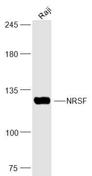 Raji lysates probed with NRSF Polyclonal Antibody, Unconjugated (bs-2590R) at 1:300 dilution and 4˚C overnight incubation. Followed by conjugated secondary antibody incubation at 1:10000 for 60 min at 37˚C.