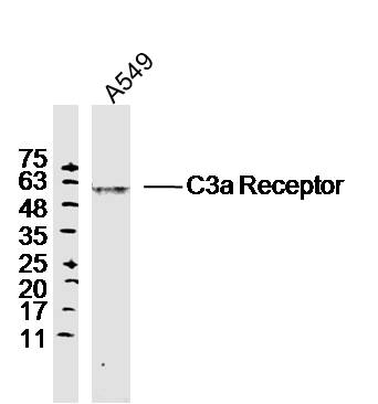 A549 lysates probed with C3a Receptor Polyclonal Antibody, Unconjugated (bs-2955R) at 1:300 dilution and 4˚C overnight incubation. Followed by conjugated secondary antibody incubation at 1:10000 for 60 min at 37˚C.