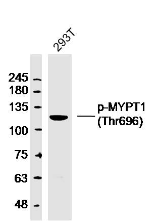 293T lysates probed with MYPT1 (Thr696) Polyclonal Antibody, Unconjugated (bs-3287R) at 1:300 dilution and 4˚C overnight incubation. Followed by conjugated secondary antibody incubation at 1:10000 for 60 min at 37˚C.