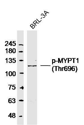 Rat BRL-3A lysates probed with p-MYPT1(Thr696) Polyclonal Antibody, Unconjugated (bs-3287R) at 1:300 dilution and 4˚C overnight incubation. Followed by conjugated secondary antibody incubation at 1:10000 for 60 min at 37˚C.