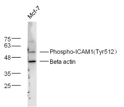 Human MCF-7 lysates probed with phospho-ICAM1 (Tyr512) Polyclonal Antibody, Unconjugated (bs-5450R) at 1:300 dilution and 4˚C overnight incubation. Followed by conjugated secondary antibody incubation at 1:10000 for 60 min at 37˚C.