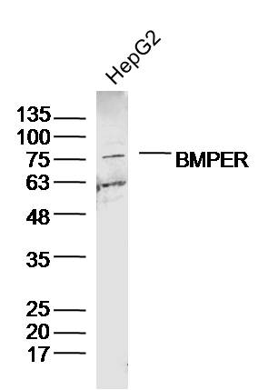 HepG2 lysates probed with BMPER Polyclonal Antibody, Unconjugated (bs-6910R) at 1:300 dilution and 4˚C overnight incubation. Followed by conjugated secondary antibody incubation at 1:10000 for 60 min at 37˚C.