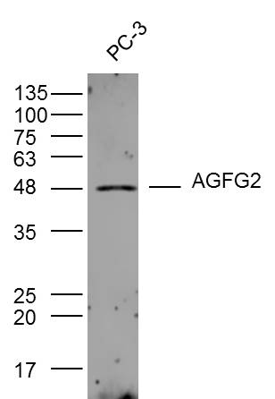 PC-3 lysates probed with AGFG2 Polyclonal Antibody, Unconjugated (bs-8073R) at 1:300 dilution and 4˚C overnight incubation. Followed by conjugated secondary antibody incubation at 1:10000 for 60 min at 37˚C.
