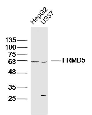 Lane 1: HepG2 lysates; Lane 2: U937 lysates probed with FRMD5 Polyclonal Antibody, Unconjugated (bs-8237R) at 1:300 dilution and 4˚C overnight incubation. Followed by conjugated secondary antibody incubation at 1:10000 for 60 min at 37˚C.