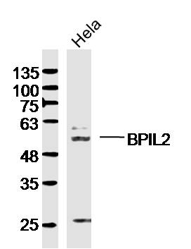 Hela lysates probed with BPIL2 Polyclonal Antibody, Unconjugated (bs-8424R) at 1:300 dilution and 4˚C overnight incubation. Followed by conjugated secondary antibody incubation at 1:10000 for 60 min at 37˚C.