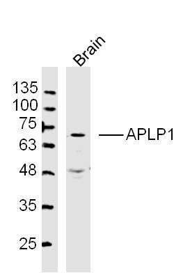 Mouse Brain lysates probed with APLP1 Polyclonal Antibody, Unconjugated (bs-8465R) at 1:300 dilution and 4˚C overnight incubation. Followed by conjugated secondary antibody incubation at 1:10000 for 60 min at 37˚C.