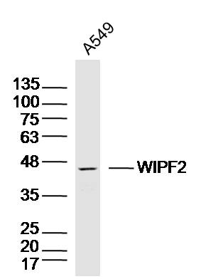 A549 lysates probed with WIPF2 Polyclonal Antibody, Unconjugated (bs-9869R) at 1:300 dilution and 4˚C overnight incubation. Followed by conjugated secondary antibody incubation at 1:10000 for 60 min at 37˚C.