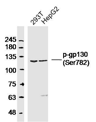 Lane 1: 293T lysates; Lane 2: HepG2 lysates probed with gp130 (Ser782) Polyclonal Antibody, Unconjugated (bs-10122R) at 1:300 dilution and 4˚C overnight incubation. Followed by conjugated secondary antibody incubation at 1:10000 for 60 min at 37˚C.