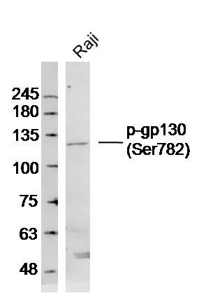 Human Raji lysates probed with phospho-CD130/gp130 (Ser782) Polyclonal Antibody, Unconjugated (bs-10122R) at 1:300 dilution and 4˚C overnight incubation. Followed by conjugated secondary antibody incubation at 1:10000 for 60 min at 37˚C.