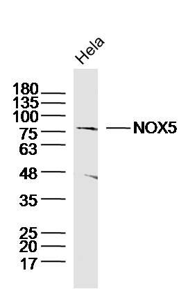 Hela lysates probed with NOX5 Polyclonal Antibody, Unconjugated (bs-10156R) at 1:300 dilution and 4˚C overnight incubation. Followed by conjugated secondary antibody incubation at 1:10000 for 60 min at 37˚C.