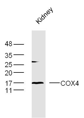 Mouse kidney lysates probed with COX4 Polyclonal Antibody, Unconjugated (bs-10257R) at 1:300 dilution and 4˚C overnight incubation. Followed by conjugated secondary antibody incubation at 1:10000 for 60 min at 37˚C.