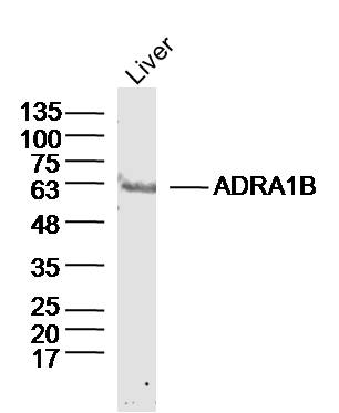 Mouse Liver lysates probed with ADRA1B Polyclonal Antibody, Unconjugated (bs-10465R) at 1:300 dilution and 4˚C overnight incubation. Followed by conjugated secondary antibody incubation at 1:10000 for 60 min at 37˚C.