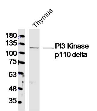 Mouse Thymus lysates probed with PI3 Kinase p110 delta Polyclonal Antibody, Unconjugated (bs-10656R) at 1:300 dilution and 4˚C overnight incubation. Followed by conjugated secondary antibody incubation at 1:10000 for 60 min at 37˚C.